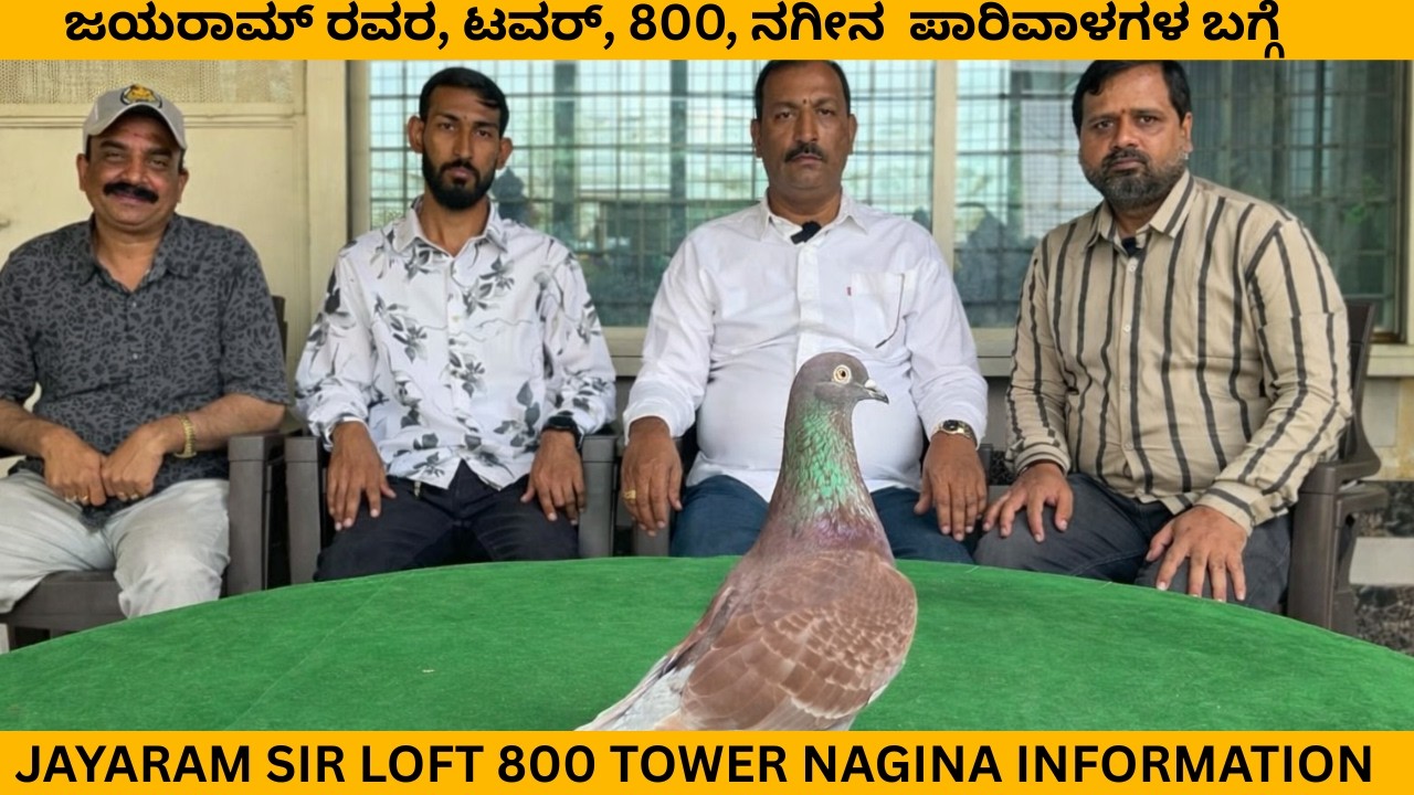 ಜಯರಾಮ್ ರವರ, ಟವರ್, 800, ನಗೀನ  ಪಾರಿವಾಳಗಳ ಬಗ್ಗೆ / Jayaram sir loft 800 tower nagina information