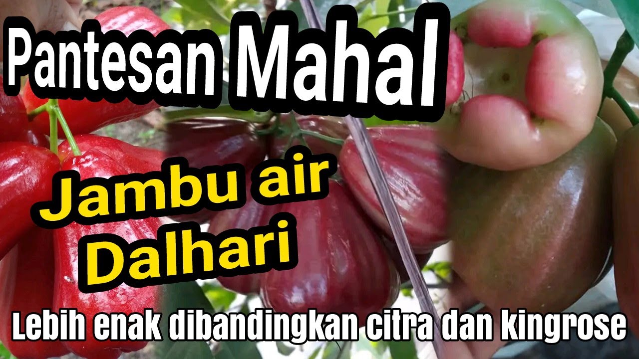 Pantesan Mahal, Jambu Dalhari Lebih Enak Daripada Citra dan King Rose