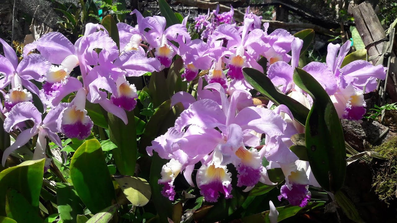 ORQUIDEAS CATTLEYAS SOBRE LOS ARBOLES/CATTLEYAS ORCHIDS ON TREES