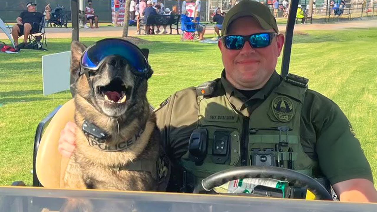 Incredible Moments After Police Dogs Retire 🐶💙 Funny Dog Videos