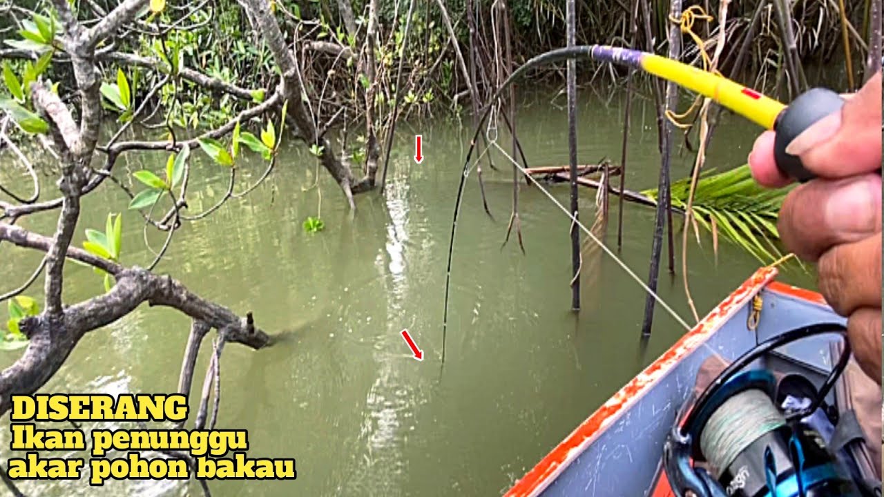 Ikan penunggu akar pohon bakau! Niat mancing kakap putih umpan udang hidup