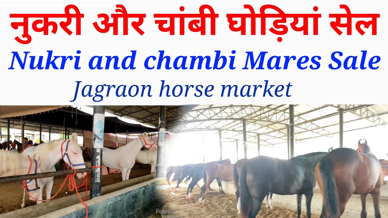 Nukri Mares For sale . Jagraon 27Aug2021