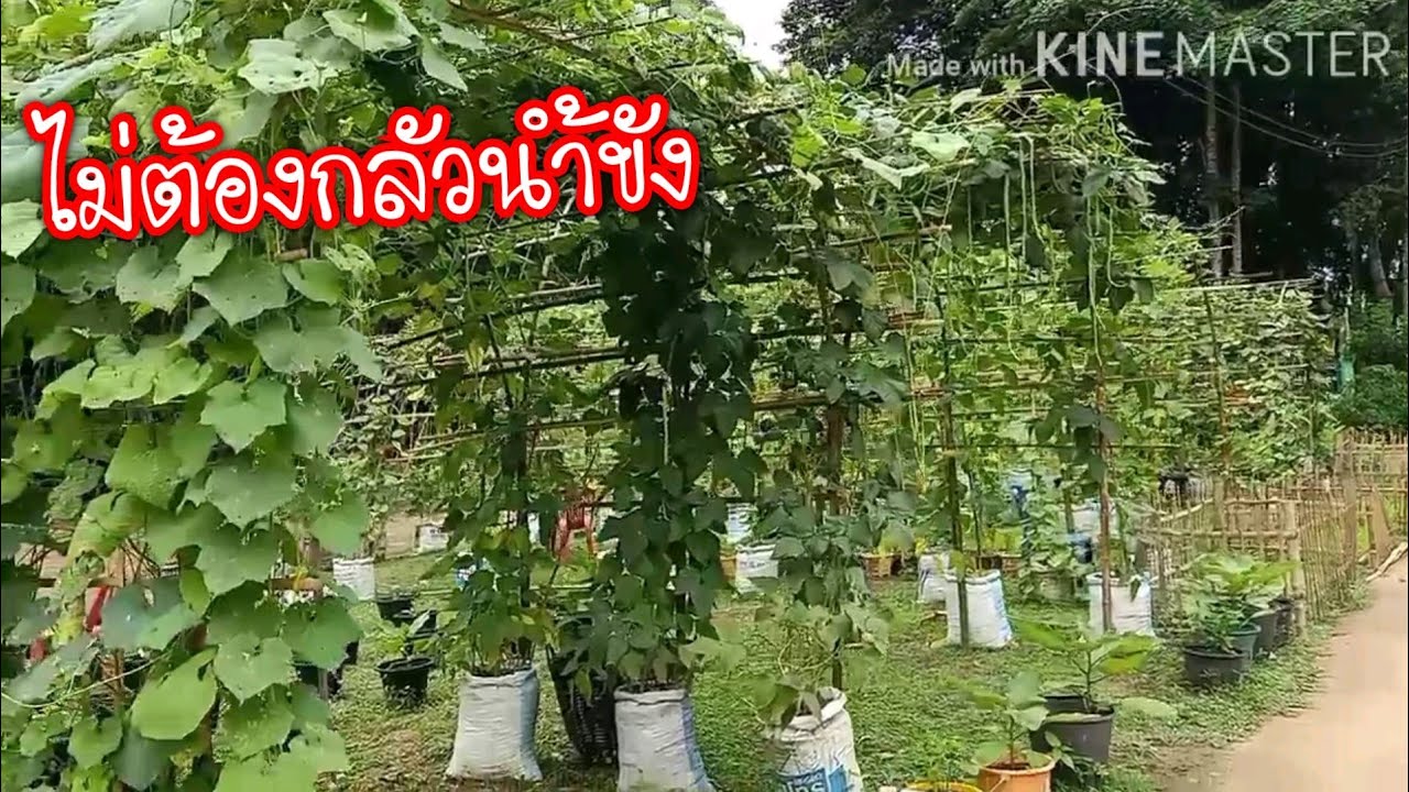 ปลูกผักในกระสอบ#สุดยอดไอเดียการทำสวนหน้าฝน นำ้ขังก็ไม่กลัว