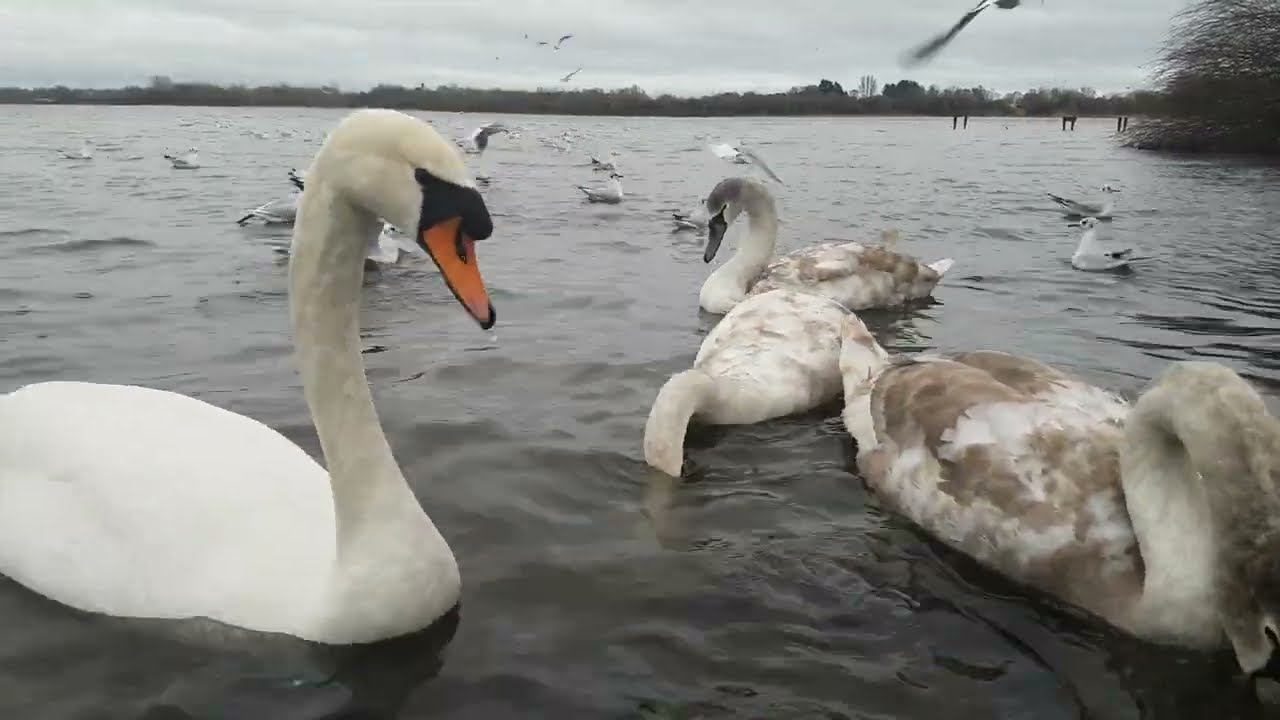 ❤🇮🇪 Tranquility😌MUTE SWAN FAMILY🦢CYGNETS🐤MALLARD DUCKS🦆GULLS🕊KINNEGO BAY IRELAND🇮🇪LIKE👍🙏subscribe🙏😇