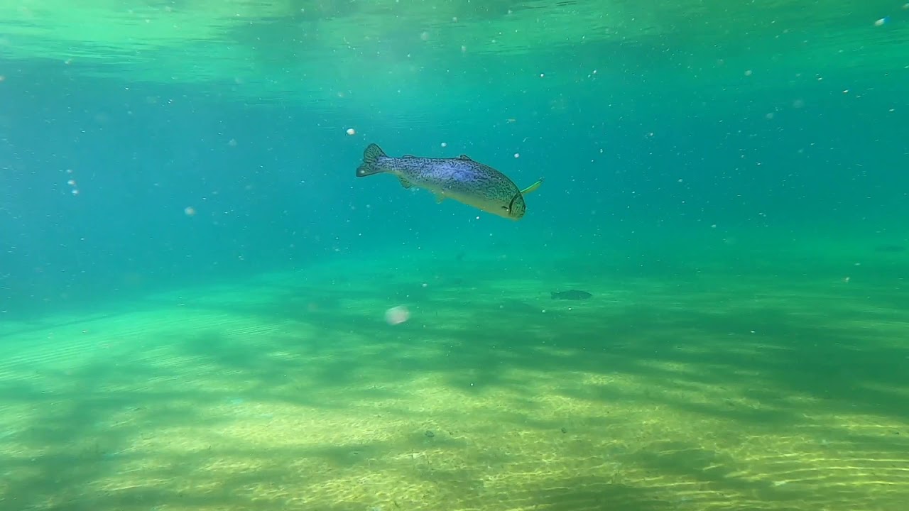 SAGITTARIUS Jerry fishing aliexpress SPOON TROUT 2 - 3,5 - 5,5 g