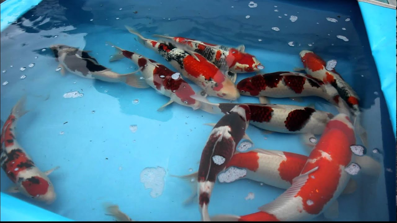 Takatatsu Koi Farm   4 sai Harvest   Koibito Japan 2