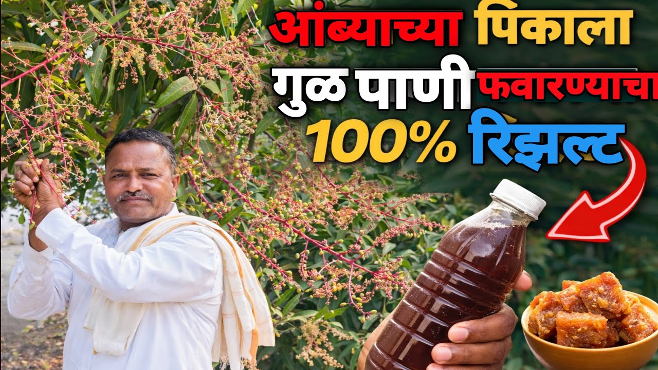  आंब्याच्या झाडावर गूळ पाणी फवारणी केल्यावर काय होते ते पहा.