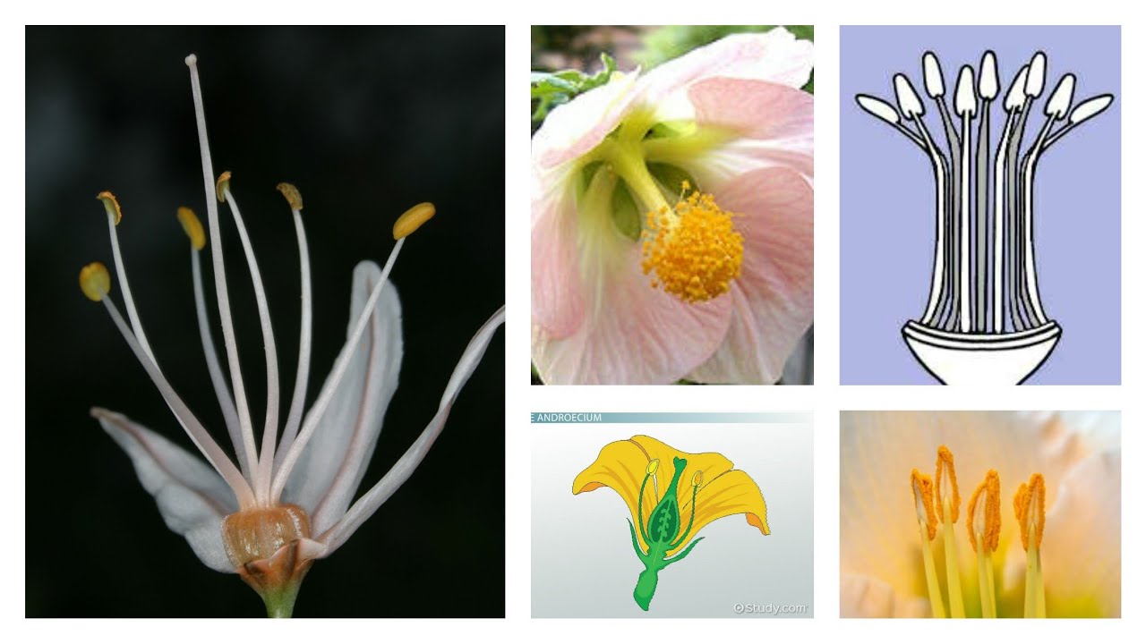 Androecium | Arrangements of stamens | Anther type | Anther attachment | Part-12