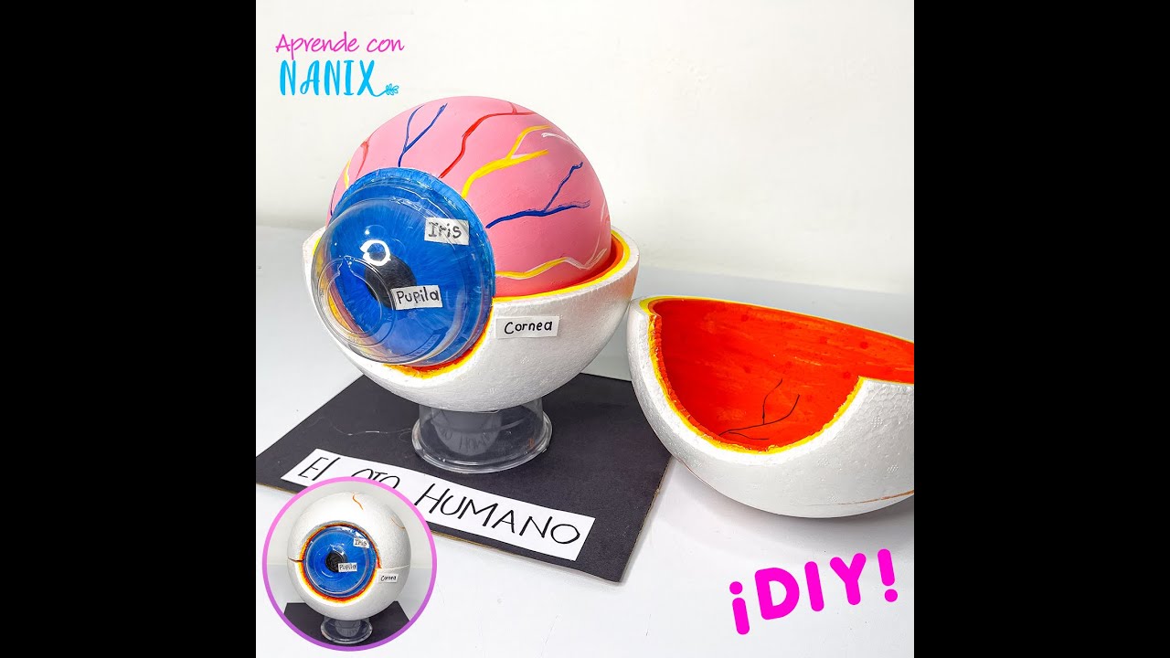 Esta maqueta del Ojo Humano me salvó la vida