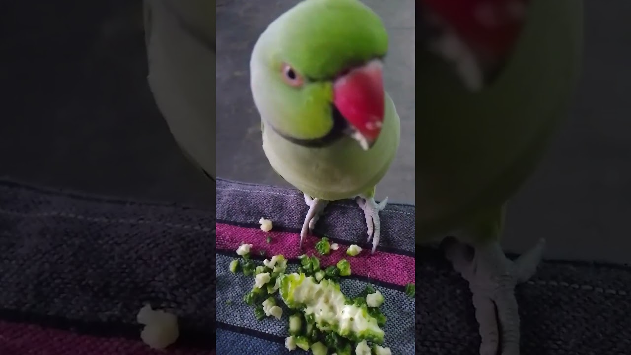 cute parrot😘🦜😍|| sweet parrot || innocent parrot || green parrot || love bird || cute || sweet ||