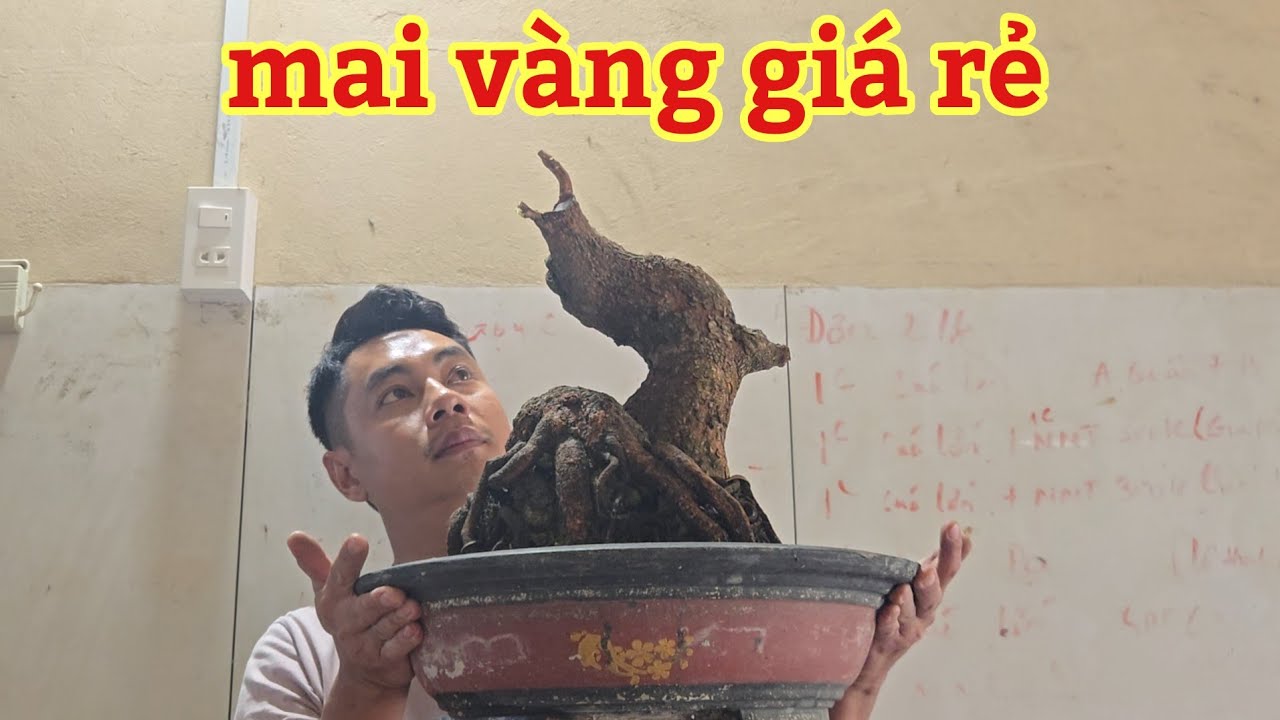 Mai vàng giá rẻ | ngày 23/2/2026