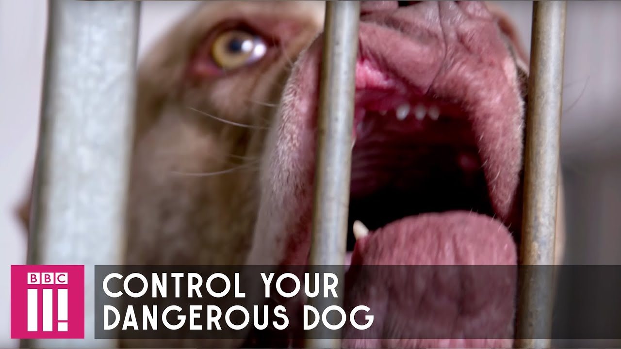 How To Control Your Dangerous Dog
