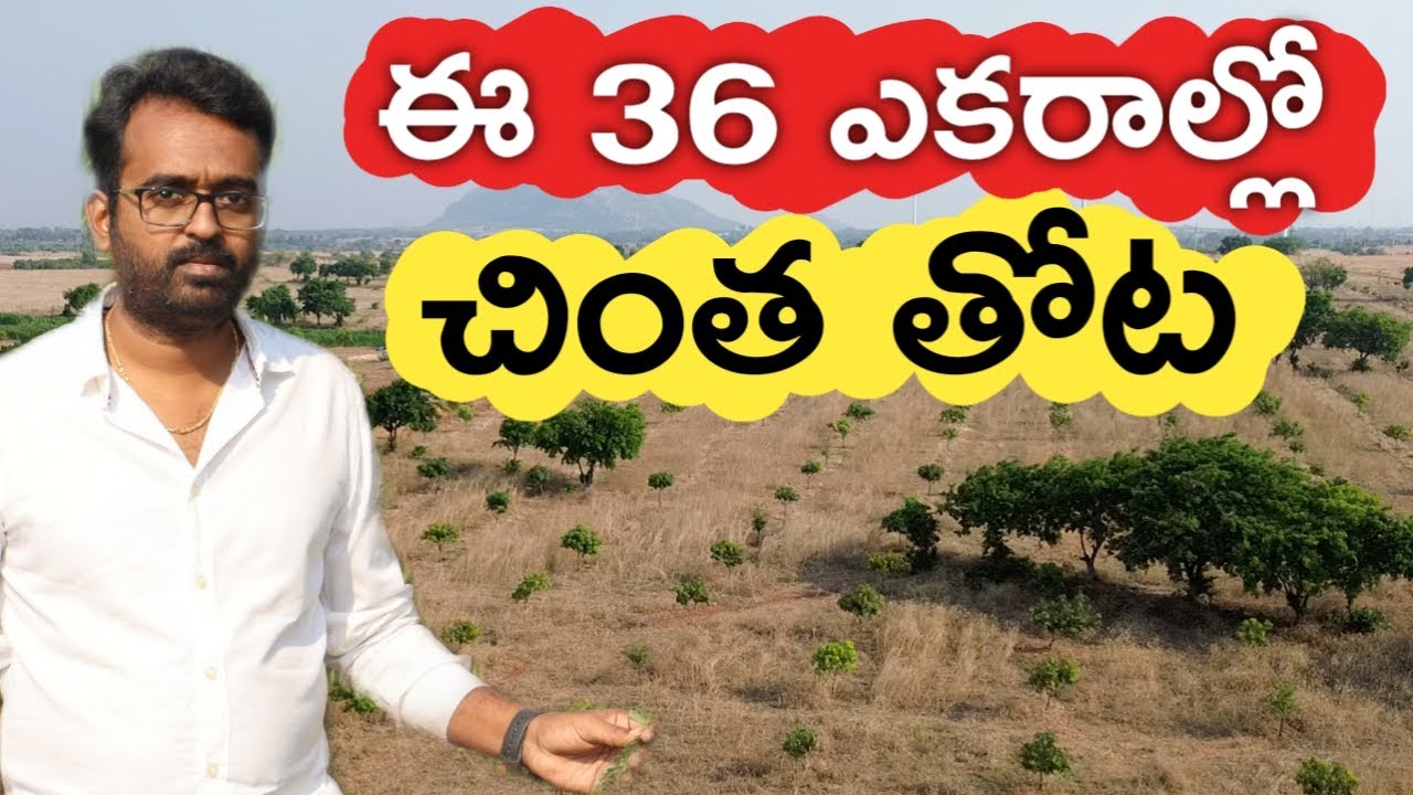 36 ఎకరాల్లో చింత తోట వేశాను | Tamarind Farming | రైతు బడి