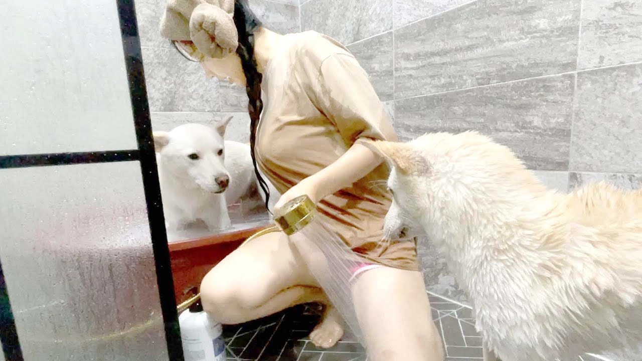 진돗개 목욕할 때 옷이 다 젖을 수 밖에 없는 이유ㅋㅋㅋ / 강아지 애교