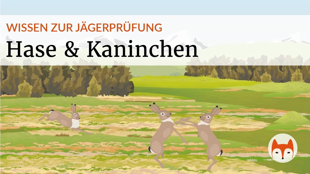 Hasentiere in der Jägerprüfung – Feldhase, Schneehase, Wildkaninchen einfach erklärt 🐇🌾 (Vorschau)