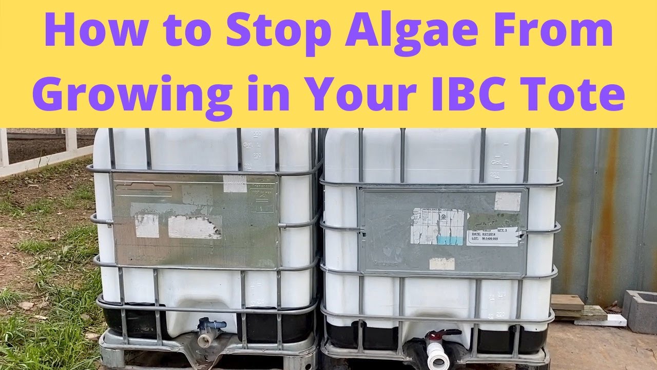 Как остановить рост водорослей в контейнере IBC