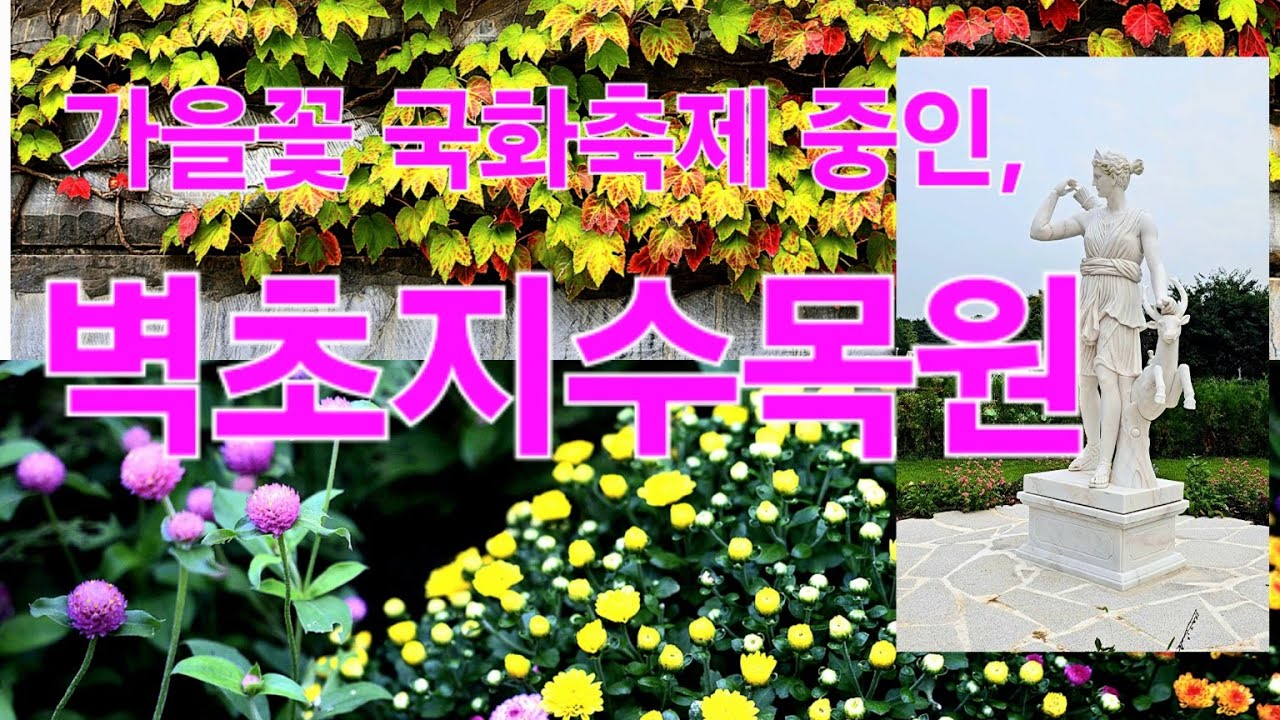 가을꽃 국화축제 시작, 벽초지수목원, 리모델링 후 재개장한 말리성의 가든의 아름다움에 녹아내렸습니다.  #벽초지수목원가을꽃축제