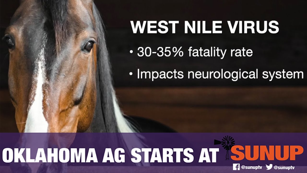 West Nile Virus in Horses (8/10/19)
