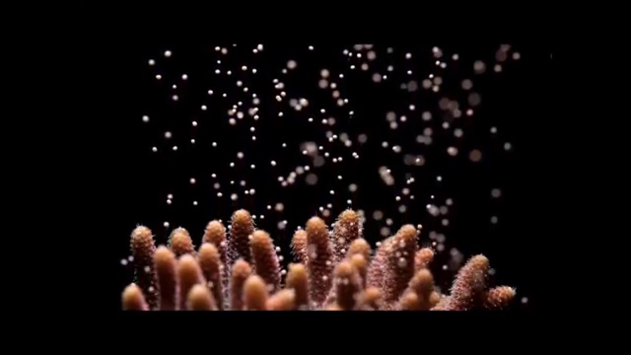 Horniman Museum and Gardens: Project Coral spawning