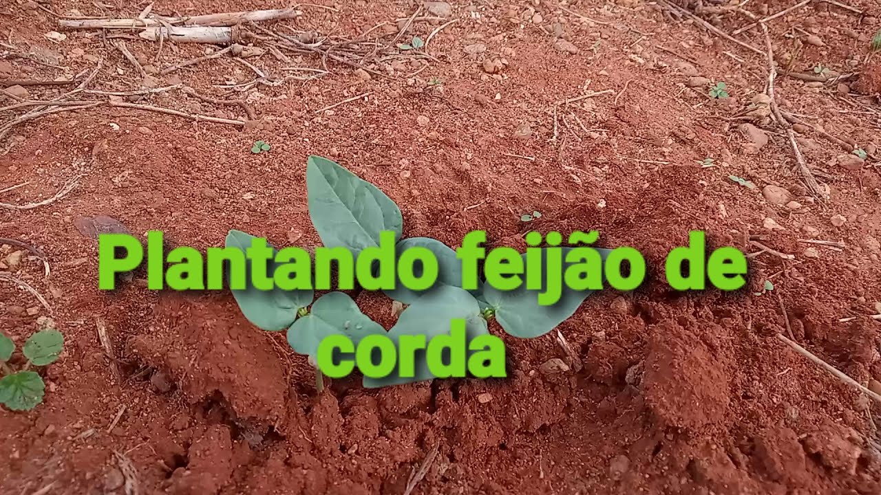 Plantando feijão de corda