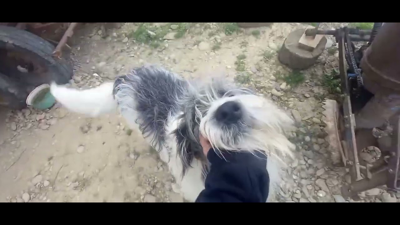 Primul meu vlog &ndash; Vă prezint ferma mea 🐄🌾