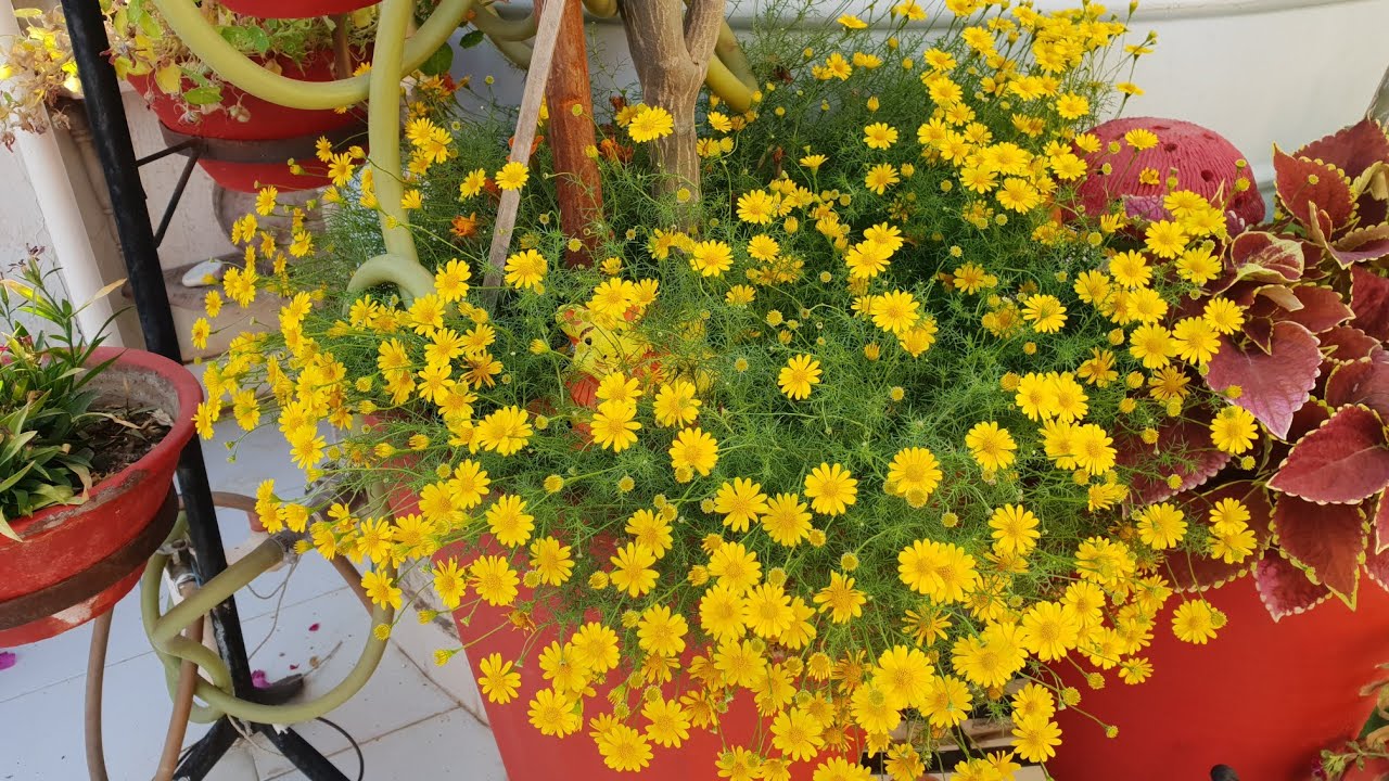 Best Summer Hanging Basket Plants  || Fun Gardening