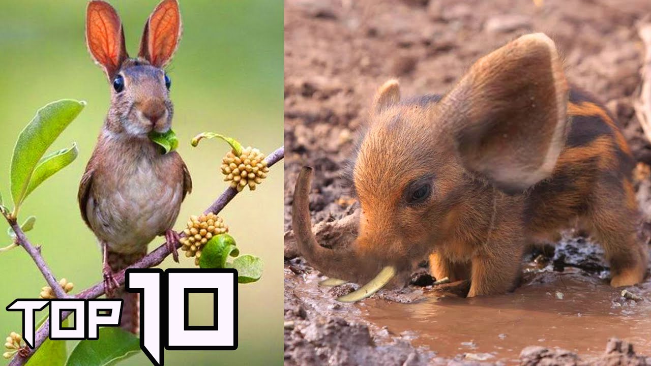 Top 10 real hybrid animals | Things around