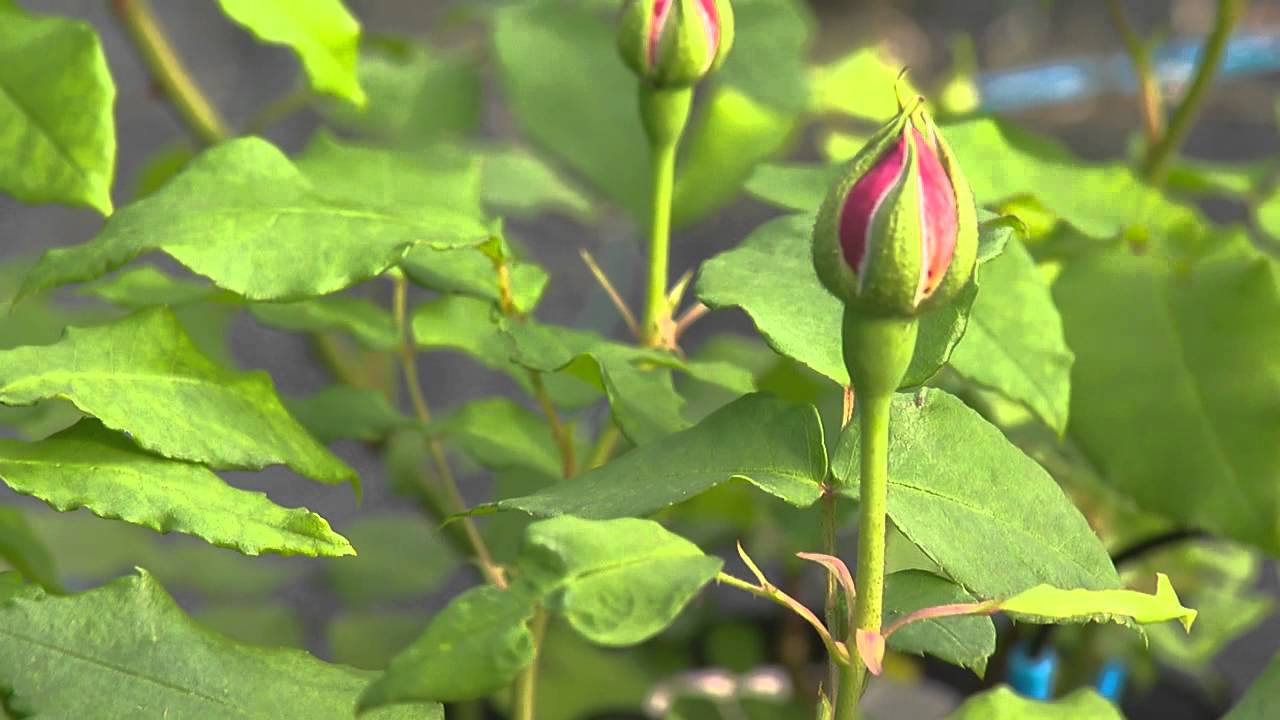 Jardins et Gens du Nord : Jean-Lin Lebrun