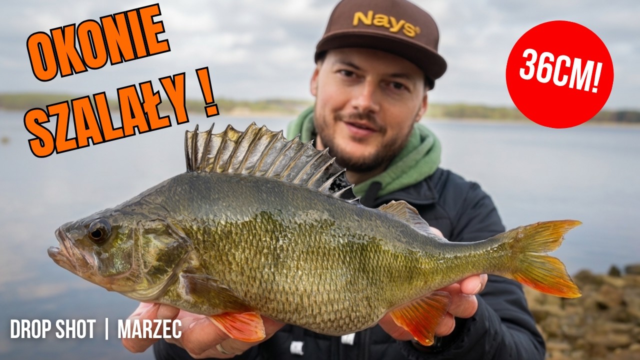Jak łowić okonie na drop shot wiosną! kilkanaście ryb ze zbiornika zaporowego