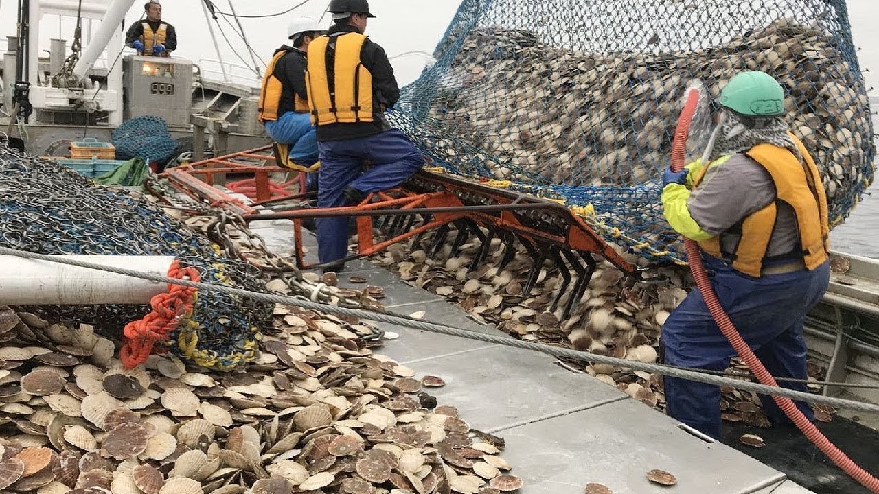 Así es como los pescadores atrapan cientos de toneladas de vieiras
