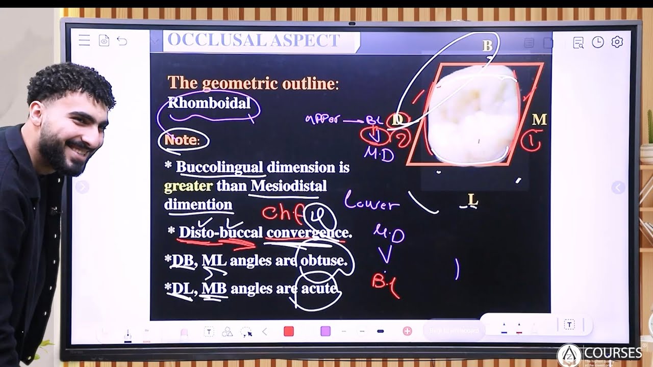 Lec1 ||Dental2 || maxillary first molar  