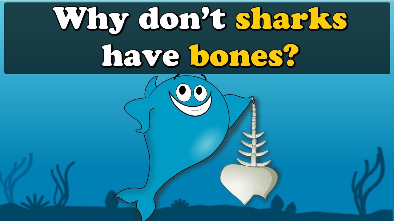 Why don't Sharks have Bones? + more videos | 