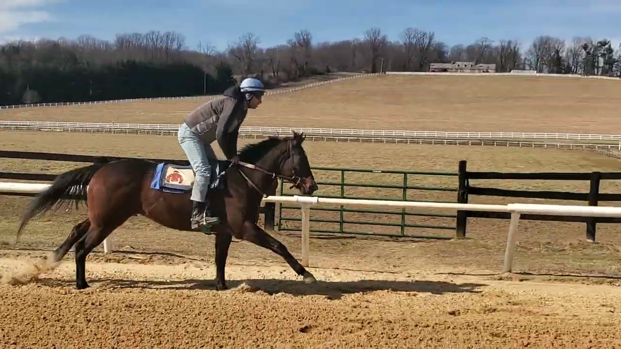 Victors Valiant galloping solo on 2/15.