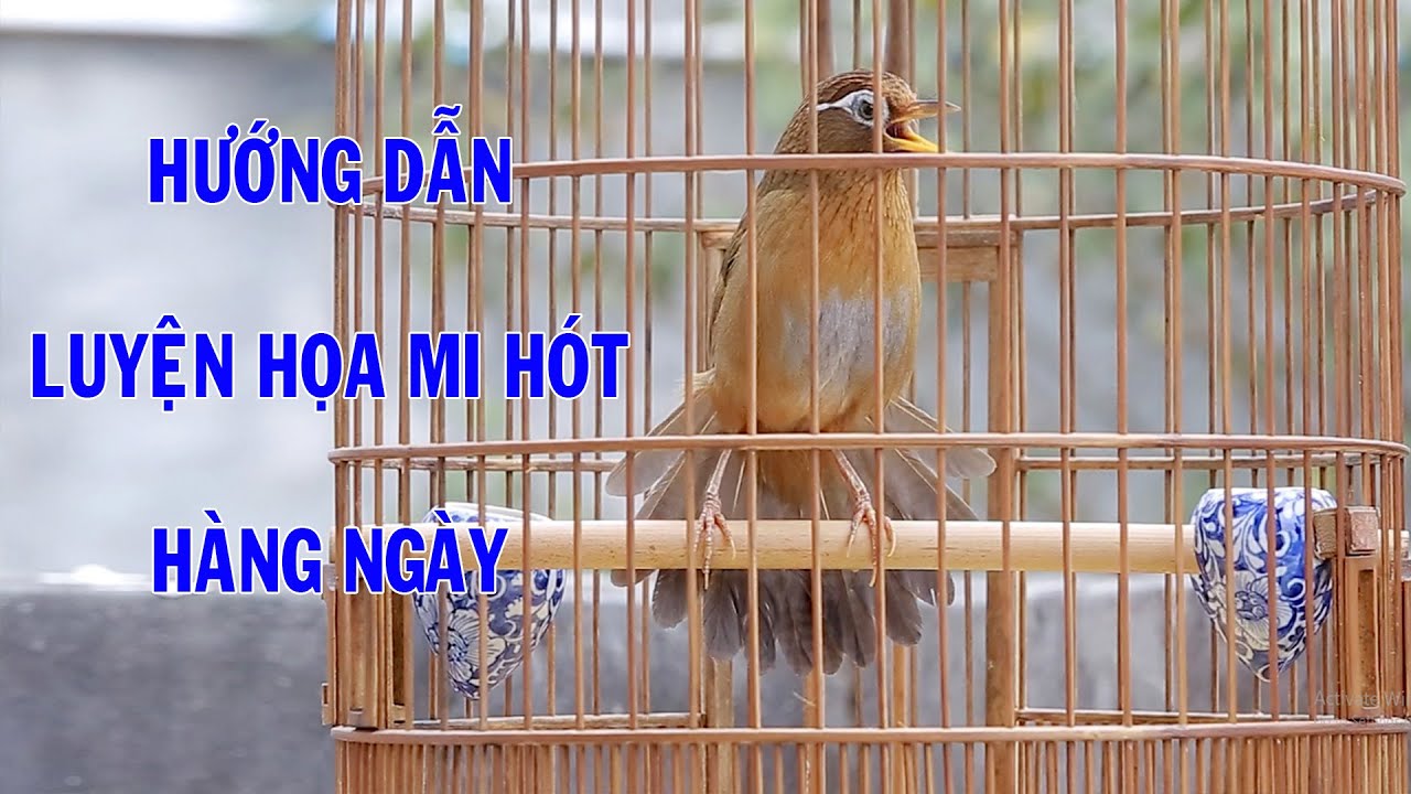 Cách luyện họa mi hót mỗi ngày, để chim tự tin hơn, và hót tốt hơn | Họat Họa Mi