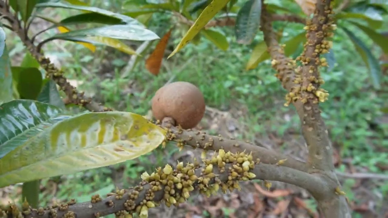 LOS MEJORES MANGOS QUE PRIDUCE EL SALVADOR MANGO PANADE FINCA SAN FRANCISCO MIRA.