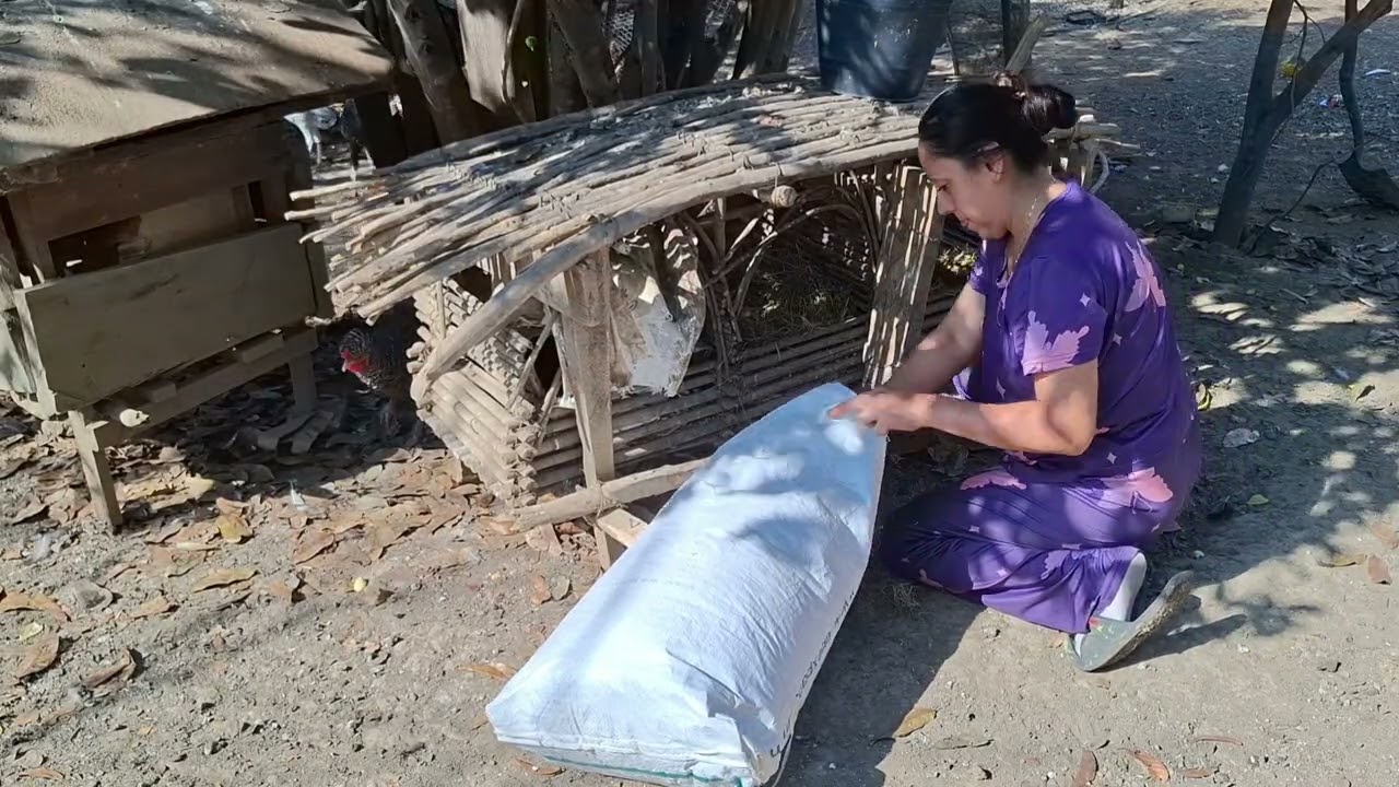 Arreglando los nidos de las gallinas, que hago cuando tengo exceso de huevo.