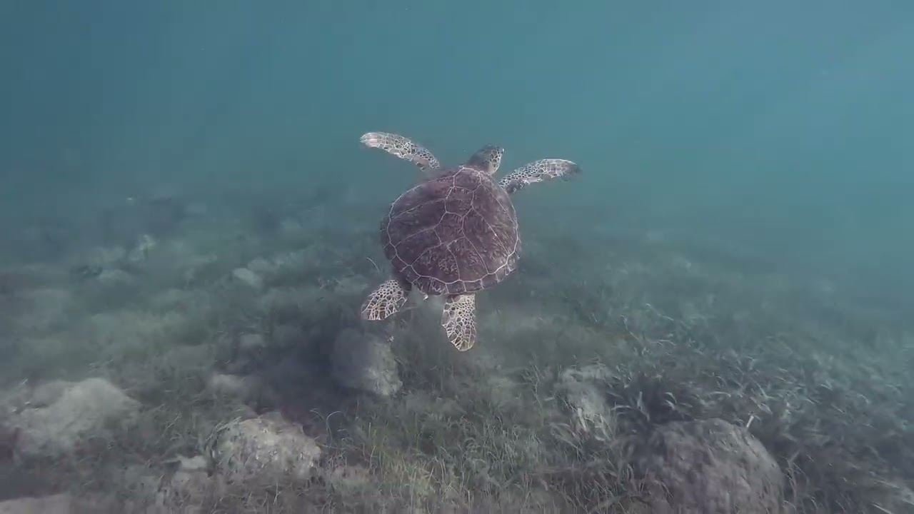 St. John Underwater-Season 5- Episode 20-Francis Bay