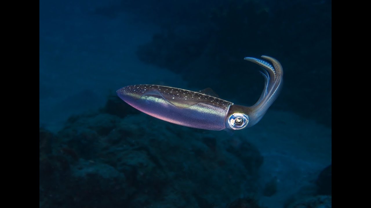 Sint Eustatius   May 2025