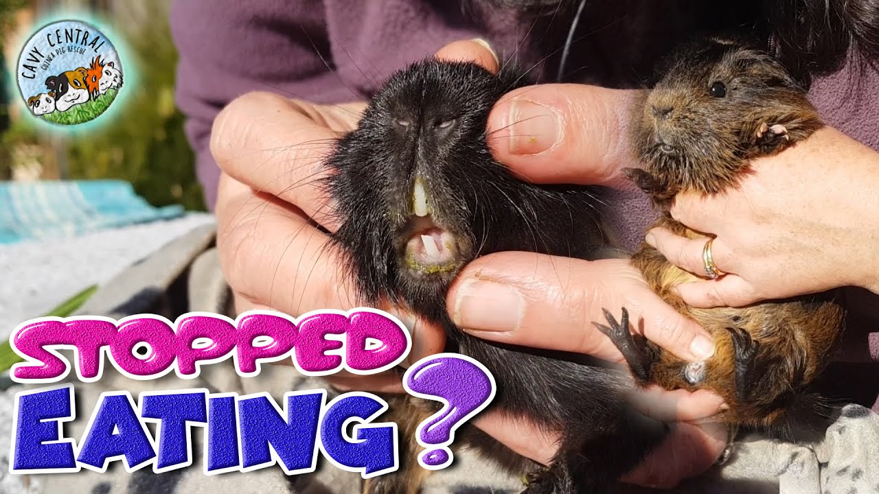 Guinea pigs Milly and Lilly off their food and a crooked tooth appears at Cavy Central
