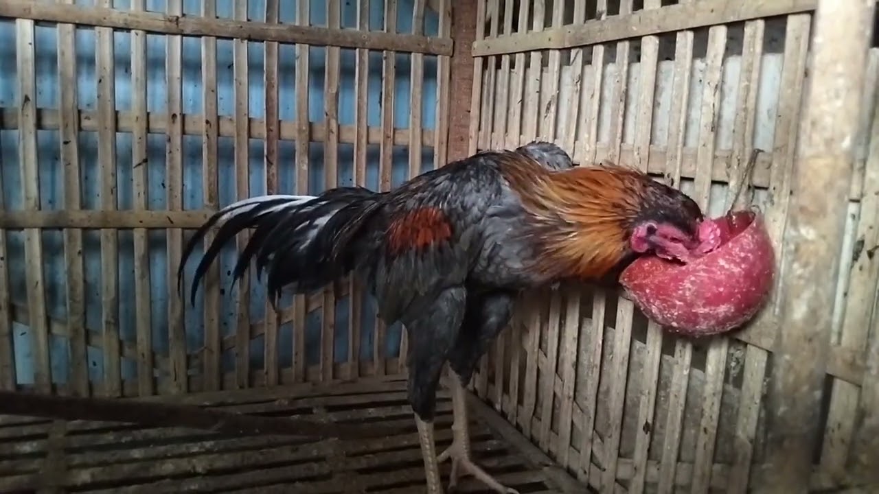 Lagu populer tembang kenangan Tempo dulu lagu pop Indonesia ada ayam jago 