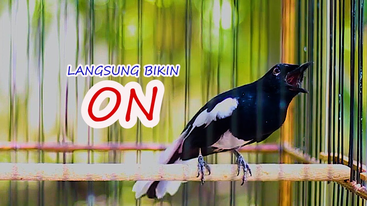 KACER GACOR, PANCINGAN AMPUH KACER MALAS BUNYI