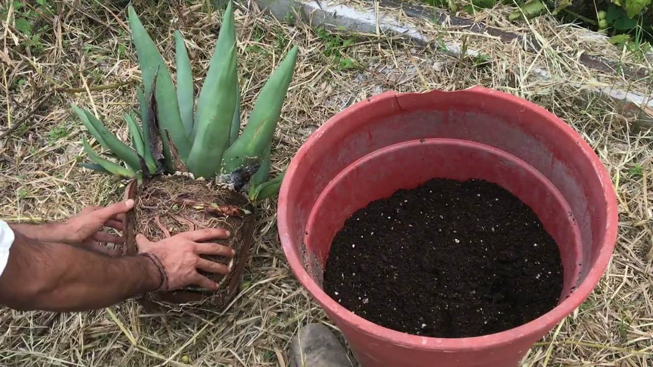 Agave Sharkskin TRANSPLANTE y SUSTRATO