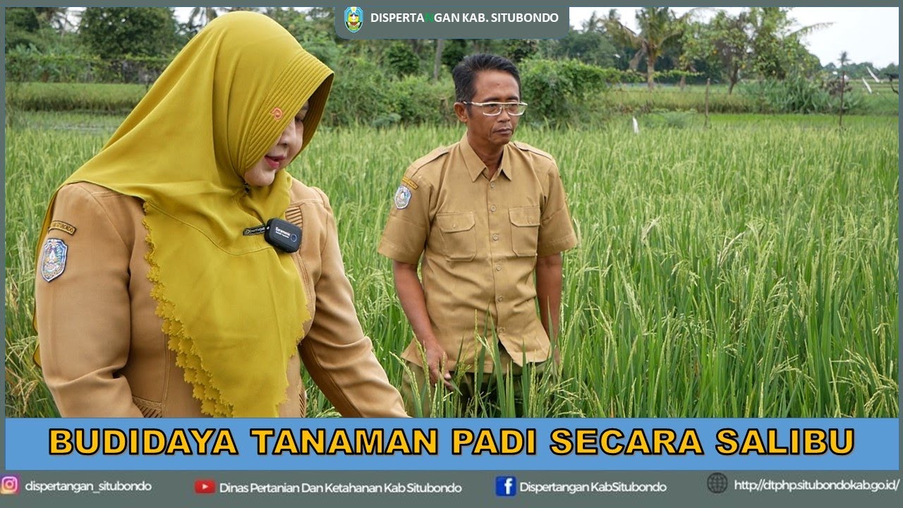 BUDIDAYA TANAMAN PADI SECARA SALIBU