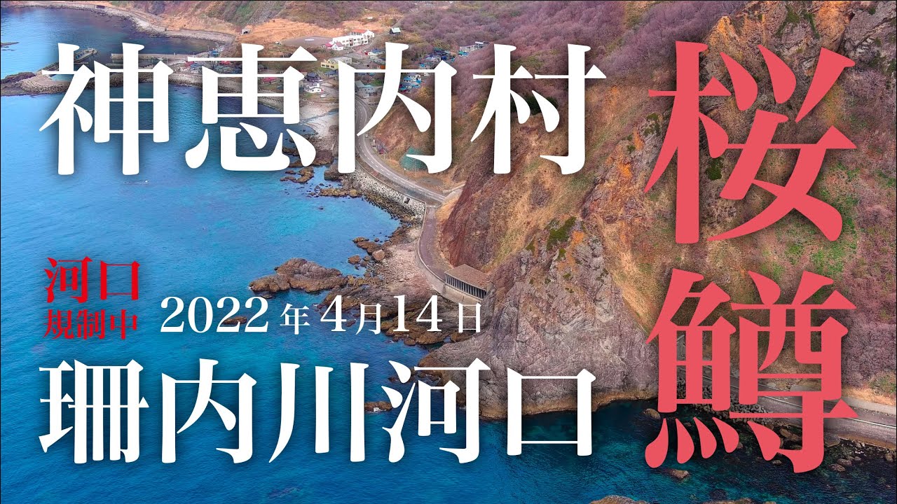 【桜鱒】2022年 4月14日 北海道神恵内村珊内川河口 空撮 【海サクラマス】
