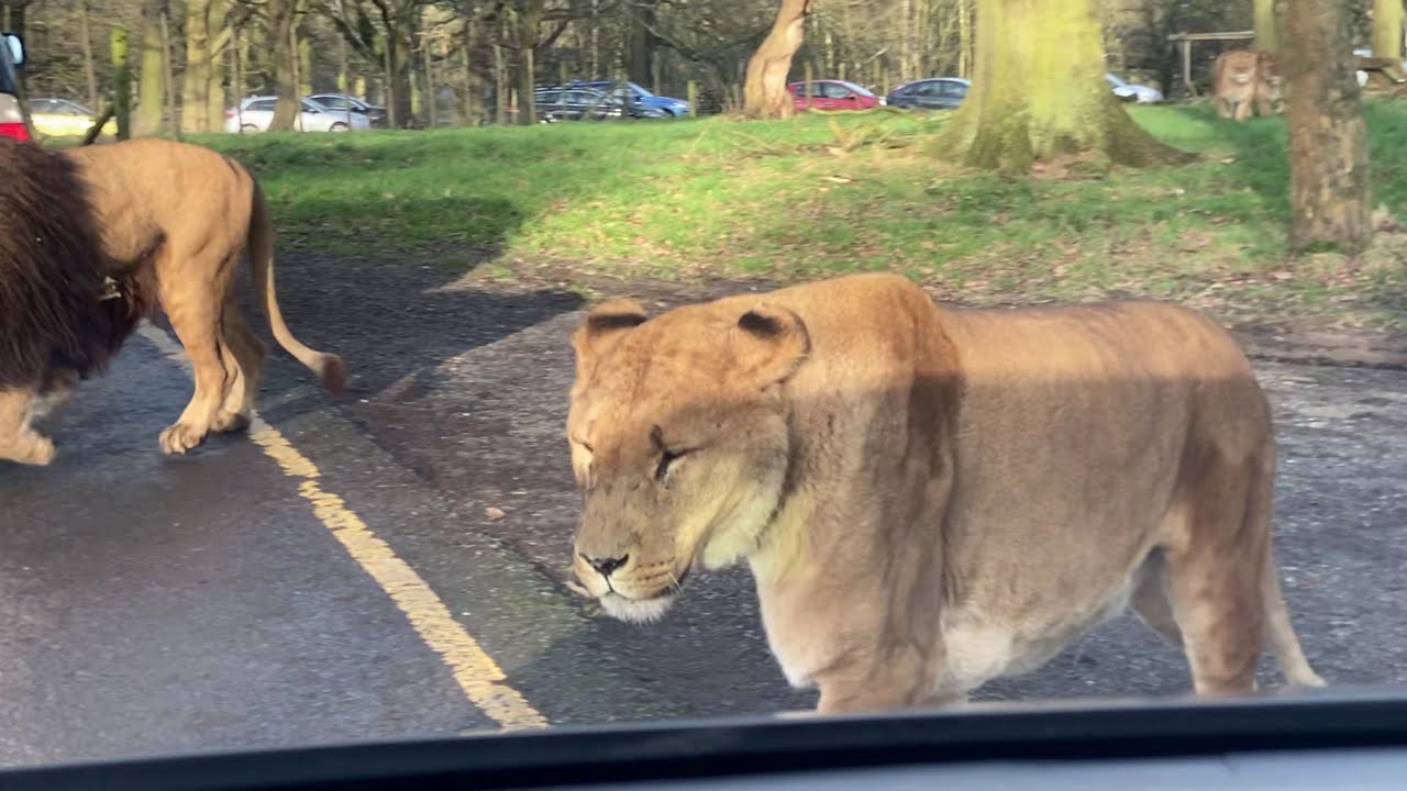 Knowsley Safari Park Drive Safari