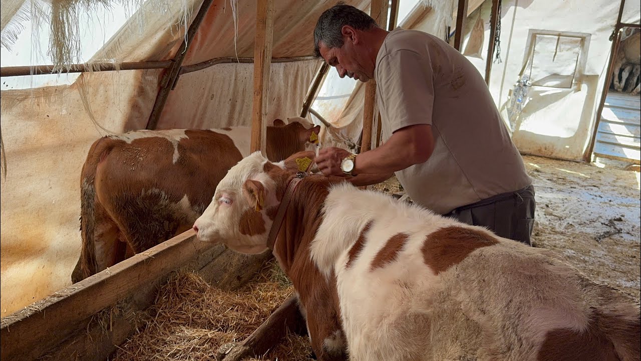 730.000₺ BUZAĞILARI SATTIK..