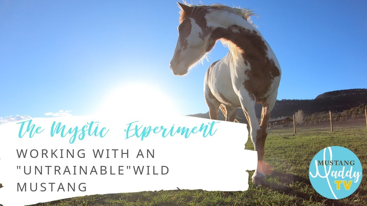 Working with an "Untrainable" Wild Mustang Outside the Roundpen