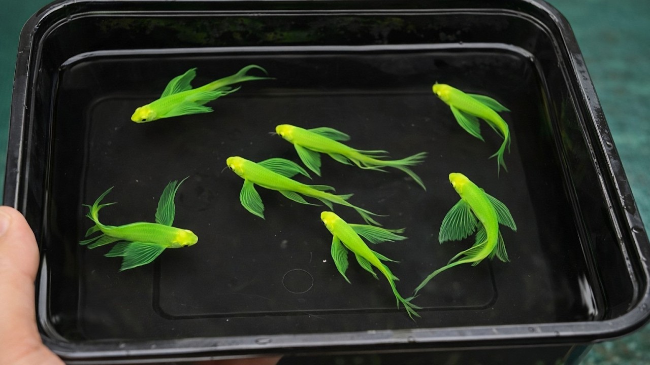 World's Most Beautiful Fish That You Can Actually Own