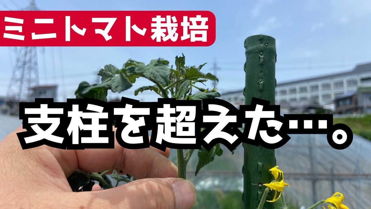 【ミニトマトの育て方】支柱を超えた時の対処法