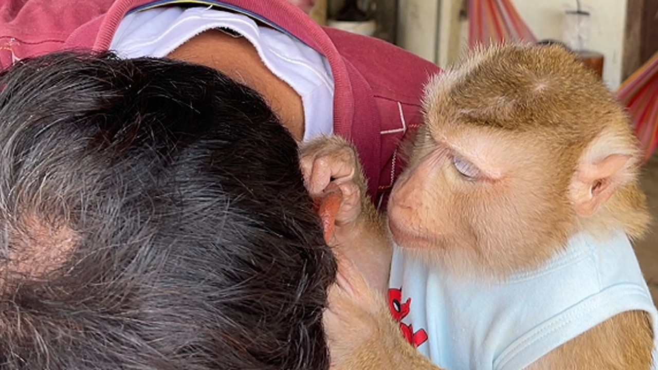 ASMR Monkey Zueii Deep Ear Cleaning Using Tiny Soft Cotton Swabs For Grandpa